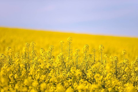 A wide, yellow rape field under a clear blue sky, creating a peaceful and spring-like scene,