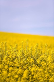 A vast rapeseed field with yellow flowers under a blue, slightly cloudy sky, emphasising the