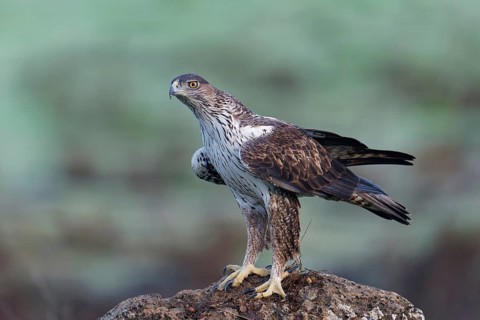 Bonelli's eagle, male (Aquila fasciata), on a rock, Andalusia Spain