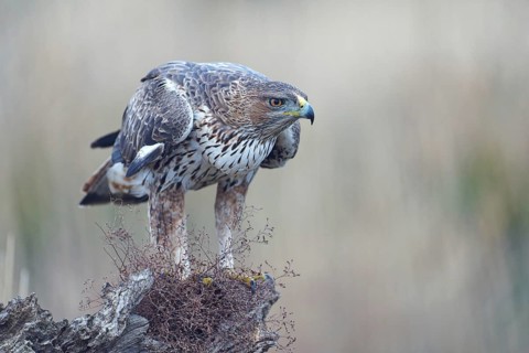 Bonelli's eagle (Aquila fasciata), mounted, Castilla-La Mancha, Spain