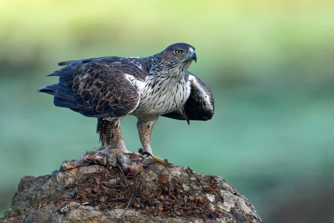 Bonelli's eagle (Aquila fasciata), on a rock, Andalusia Spain