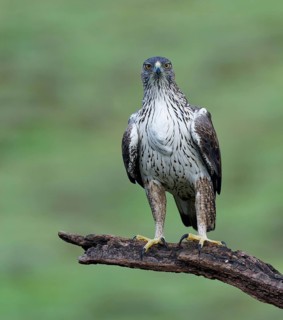 Bonelli's eagle, Aquila, fasciata, bird, bird of prey, eagle, nature, tree, sunrise, Andalusia,