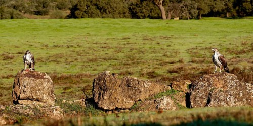 Bonelli's eagle (Aquila fasciata), pair, fighting for food, Andalusia Spain