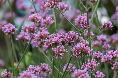 Purpletop vervain (Verbena bonariensis), also known as Argentine verbena, Argentine verbena and