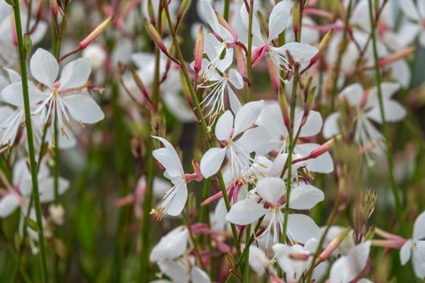 Gaura lindheimeri, North Rhine-Westphalia, Germany