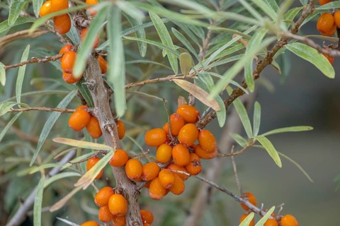 Sea buckthorn (Hippophae rhamnoides), fruit, North Rhine-Westphalia, Germany