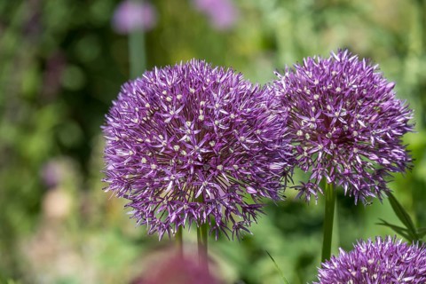 Ornamental leek (Allium sp.), inflorescence, Münsterland, North Rhine-Westphalia, Germany
