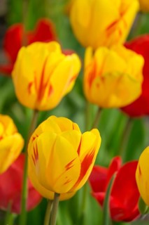 Bed with red and yellow-red tulips (Tulpia), Münsterland, North Rhine-Westphalia, Germany