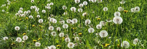 Meadow with faded dandelion (Taraxacum), dandelion, North Rhine-Westphalia, Germany