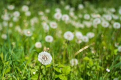 Meadow with faded dandelion (Taraxacum), dandelion, selective pungency, North Rhine-Westphalia,