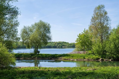 Trees on the shore of the Lippesee, reservoir, Sande, Paderborn, Westphalia, North