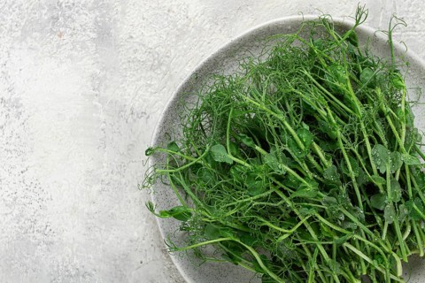 Fresh pea shoots are beautifully arranged on a round gray plate, highlighting their vibrant green