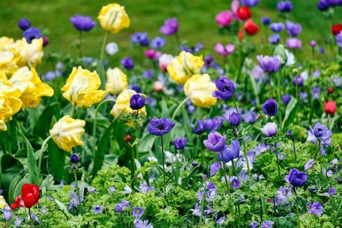 Yellow tulips (Tulipa), blue crown anemone (Anemone coronaria), garden anemone, colourful bed,