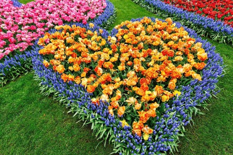 Heart, bed with tulips (Tulipa) and grape hyacinths (Muscari), view from above, Keukenhof Gardens,