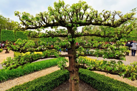 Flowering fruit tree, espalier fruit, Keukenhof gardens, Lisse, Bollenstreek, South Holland,