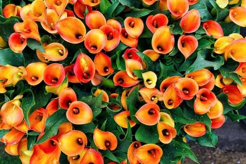 Orange-coloured flower-bed of the calla, Zantedeschia in a flower bed, sea of flower-bed, view from
