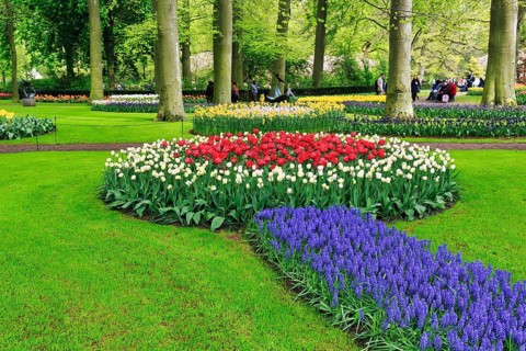 Tulips (Tulipa) and grape hyacinths (Muscari), flower beds in a meadow, Keukenhof gardens, Lisse,