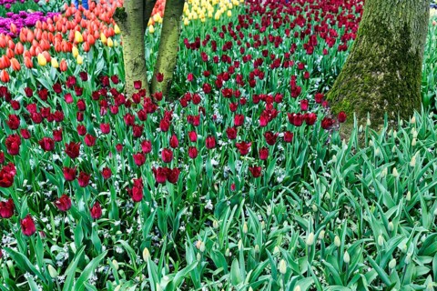 Different coloured tulips (Tulipa), Keukenhof gardens, Lisse, Bollenstreek, South Holland,