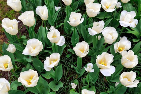 White tulips (Tulipa), tulip bed, view from above, Keukenhof Gardens, Lisse, Bollenstreek, South