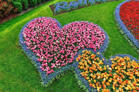 Two hearts, bed with tulips (Tulipa) and grape hyacinths (Muscari), view from above, Keukenhof