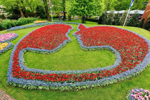 Couple, embrace, kiss, bed with tulips (Tulipa) and grape hyacinths (Muscari), view from above,