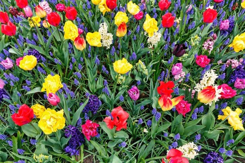 Different coloured tulips (Tulipa), colourful tulip bed, Keukenhof gardens, Lisse, Bollenstreek,