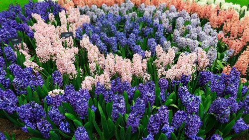 Different coloured hyacinths (Hyacinthus) in a flower bed, spring, Keukenhof Gardens, Lisse,