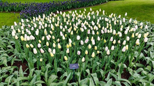Tulipa polychroma (Tulipa), tulip bed, Keukenhof gardens, Lisse, Bollenstreek, South Holland,