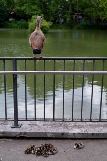 Egyptian goose (Alopochen aegyptiacus) sits vigilantly on fence, young, chicks, Feuersee, water is