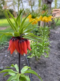 Imperial crown, flower, plant, native garden, East Frisia, Germany