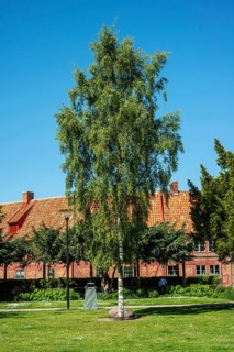 Lonely birch tree in park in front of half-timbered house in Ystad, Skåne County, Sweden,