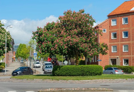 Flowering chestnut trees by street and apartment buildings in Ystad, Skåne County, Sweden,