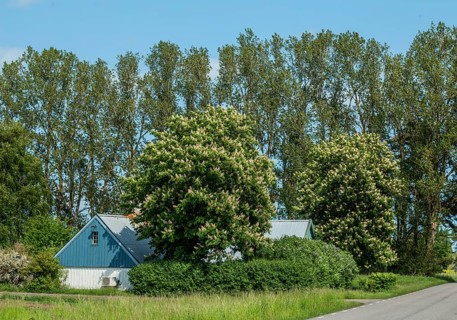 Old farm house among flowering chestnut trees and poplar trees in Ystad municipality, Skåne county,