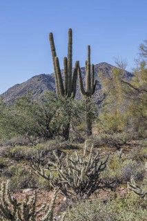 Saguaro (Carnegiea gigantea) cacti at the White Tank Mountain Regional Park in Phoenix, Arizona,