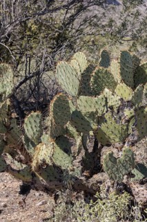 Priclky pear cactus at the White Tank Mountain Regional Park in Phoenix, Arizona, USA