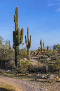 Hiking trail passes a variety of native cacti at the White Tank Mountain Regional Park in Phoenix,