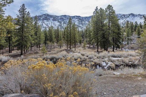 Yellow rubber rabbitbrush and pine trees on a meadow at the Acastus Trailhead in the Spring