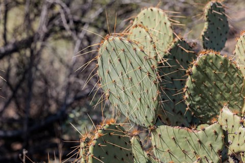 Priclky pear cactus at the White Tank Mountain Regional Park in Phoenix, Arizona, USA