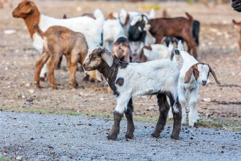 Newborn domesticated goat livestock raised for meat producion on a ranch in Sonora, Texas, USA
