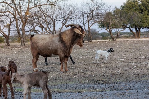 Adult ram and newborn domesticated goat livestock raised for meat producion on a ranch in Sonora,