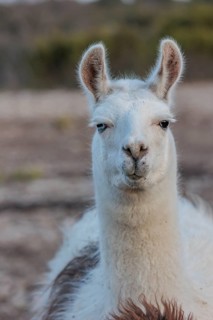 Domesticated alpaca livestock helps to protect goats from predators on a ranch in Sonora, Texas,
