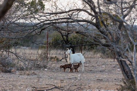 Mother feeding newborn domesticated goat livestock raised for meat producion on a ranch in Sonora,