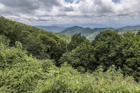 Foliage on the mountainsides along the Blue Ridge Parkway in the Smoky Mountains near Cherokee,