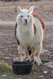 Domesticated alpaca livestock helps to protect goats from predators on a ranch in Sonora, Texas,