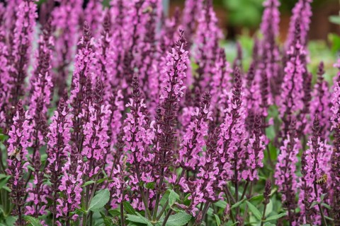 Steppe sage or grove sage (Salvia nemorosa), North Rhine-Westphalia, Germany