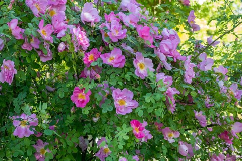 Rose, shrub rose, North Rhine-Westphalia, Germany