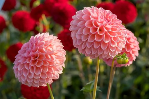 Dahlia (Dahlia), Münsterland, North Rhine-Westphalia, Germany