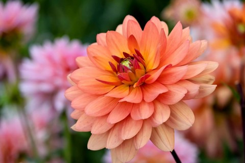 Dahlia (Dahlia), North Rhine-Westphalia, Germany