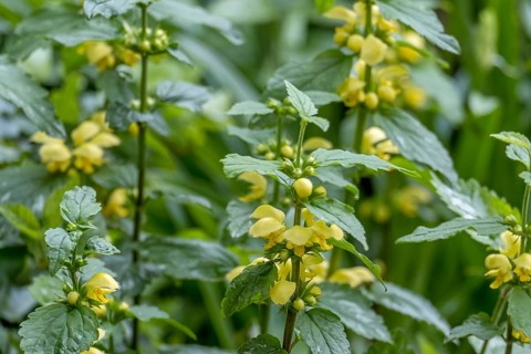 Lamium galeobdolon (Lamium galeobdolon), Münsterland, North Rhine-Westphalia, Germany