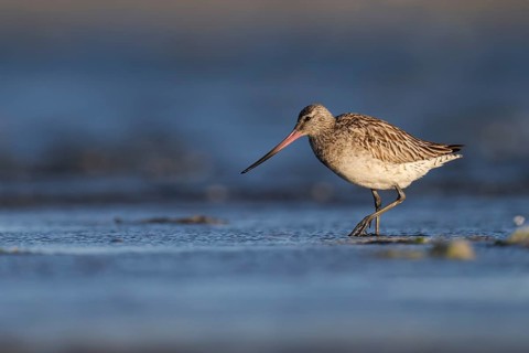 Bar-tailed Godwit (Limosa lapponica), Texel, Netherlands